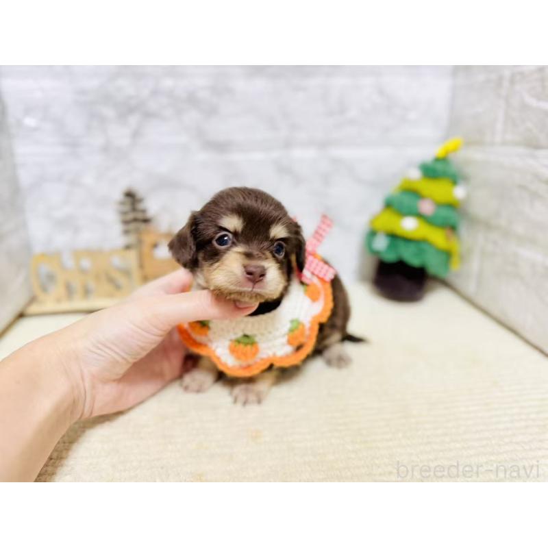 販売中の岐阜県のチワックス:チワワ×ミニチュアダックスフンド-429856の3枚目