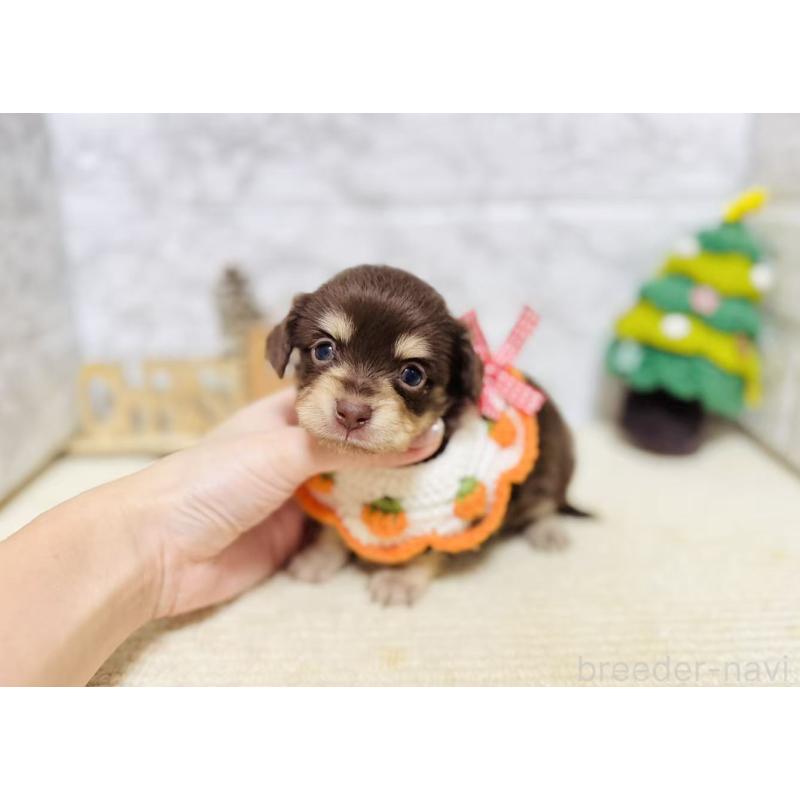 販売中の岐阜県のチワックス:チワワ×ミニチュアダックスフンド-429856の2枚目