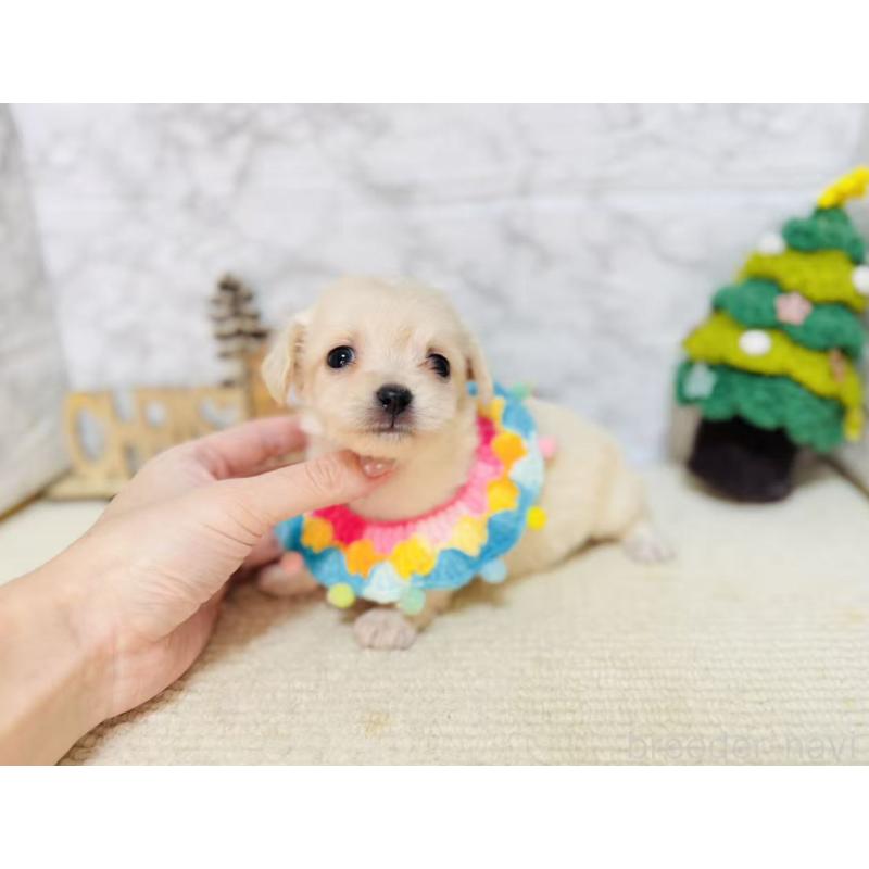 販売中の岐阜県のチワックス:チワワ×ミニチュアダックスフンド-429857の8枚目