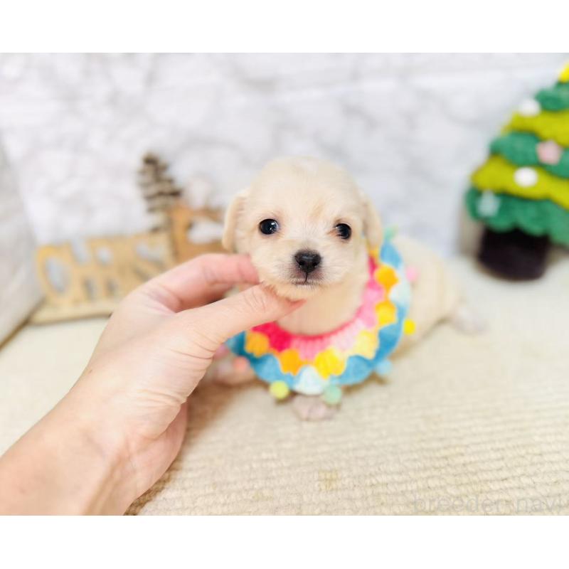 販売中の岐阜県のチワックス:チワワ×ミニチュアダックスフンド-429857の7枚目