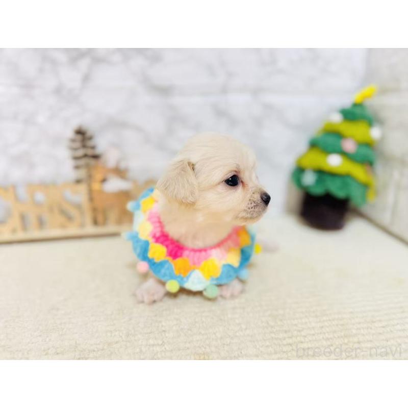 販売中の岐阜県のチワックス:チワワ×ミニチュアダックスフンド-429857の6枚目