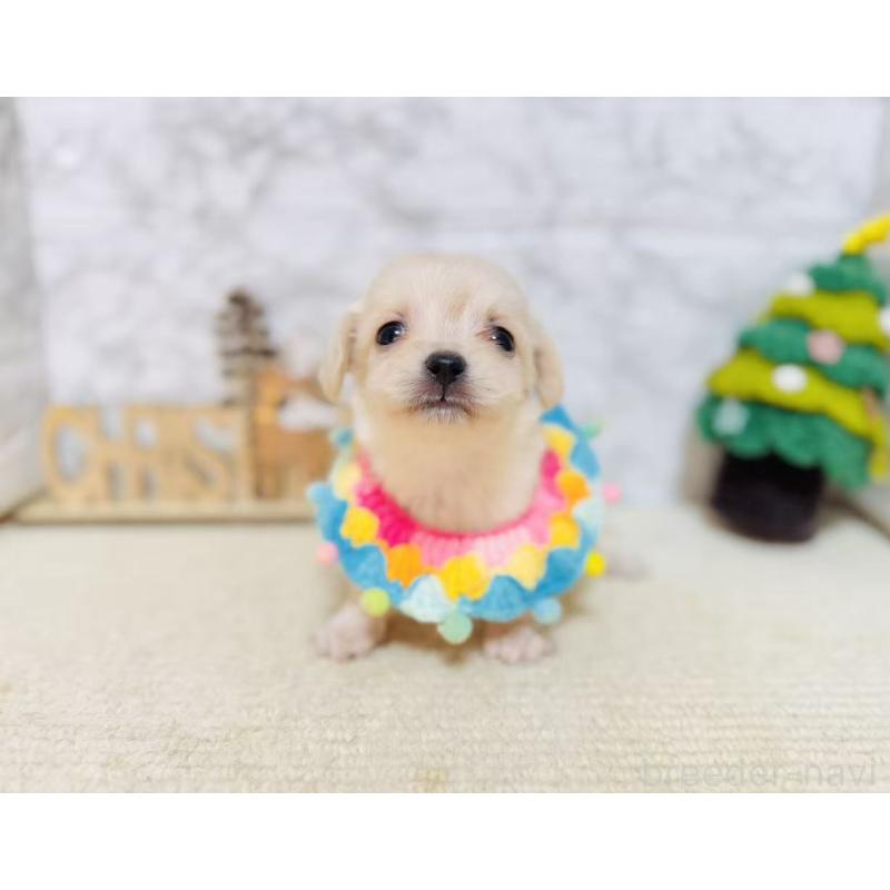 販売中の岐阜県のチワックス:チワワ×ミニチュアダックスフンド-429857の5枚目