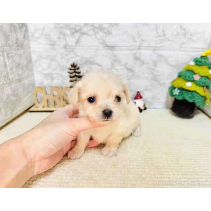 販売中の岐阜県のチワックス:チワワ×ミニチュアダックスフンド-429857の4枚目