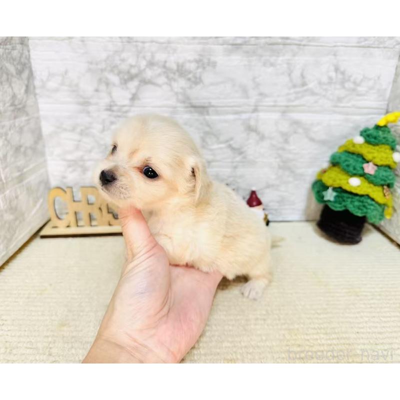 販売中の岐阜県のチワックス:チワワ×ミニチュアダックスフンド-429857の3枚目