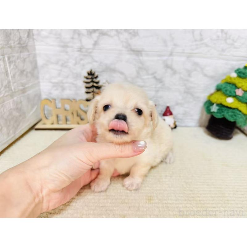 販売中の岐阜県のチワックス:チワワ×ミニチュアダックスフンド-429857の2枚目