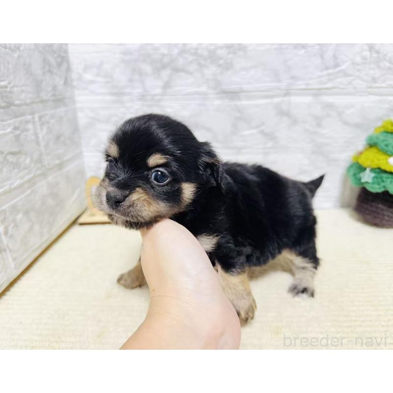 販売中の岐阜県のチワックス:チワワ×ミニチュアダックスフンド-429858の9枚目