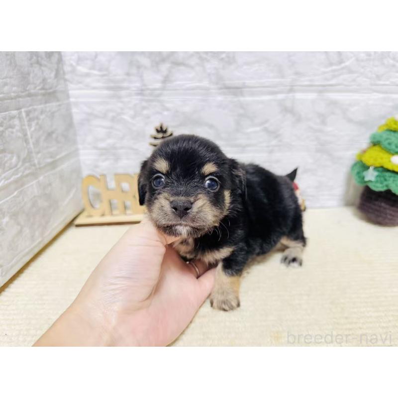 販売中の岐阜県のチワックス:チワワ×ミニチュアダックスフンド-429858の8枚目