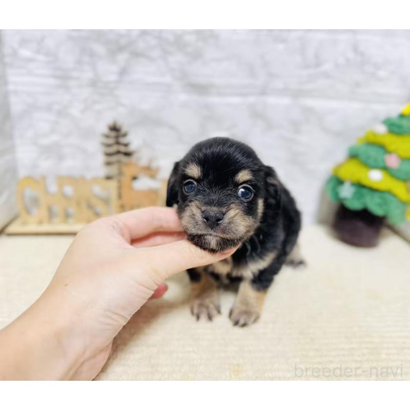 販売中の岐阜県のチワックス:チワワ×ミニチュアダックスフンド-429858の7枚目