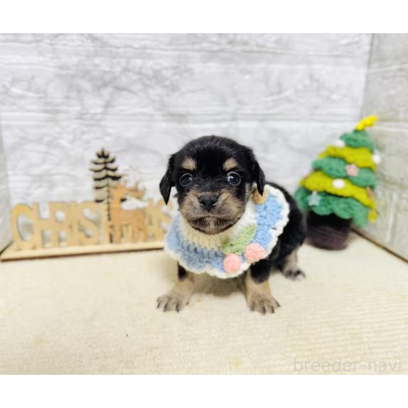 販売中の岐阜県のチワックス:チワワ×ミニチュアダックスフンド-429858の6枚目