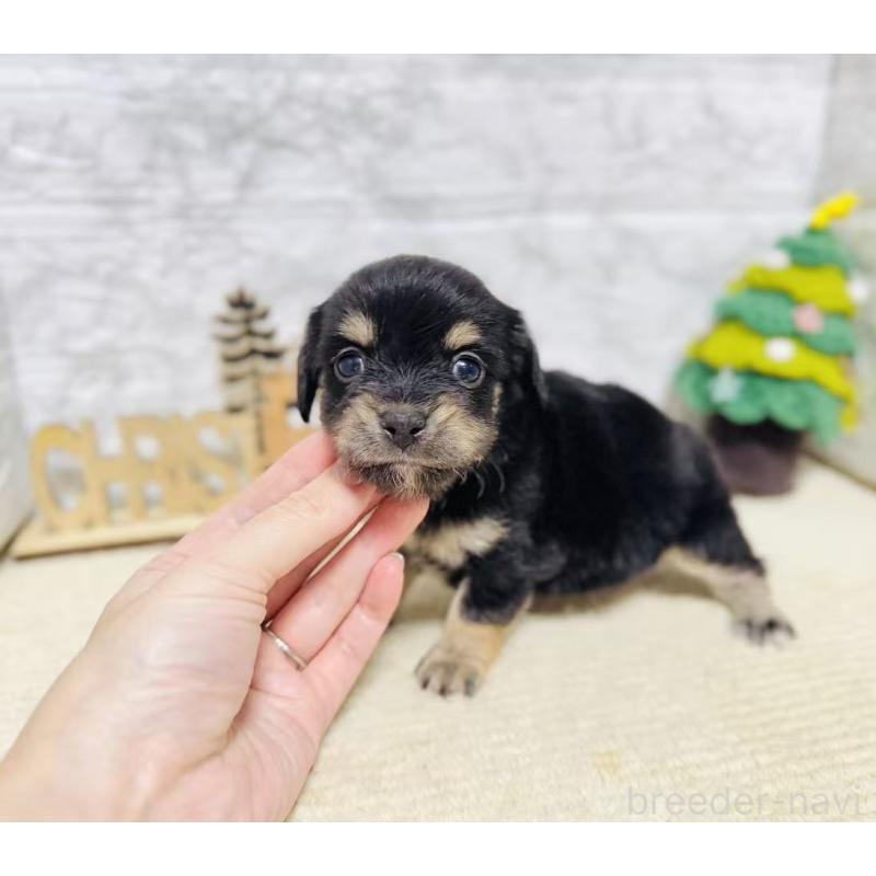 販売中の岐阜県のチワックス:チワワ×ミニチュアダックスフンド-429858の5枚目