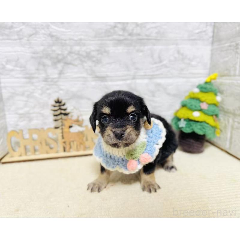 販売中の岐阜県のチワックス:チワワ×ミニチュアダックスフンド-429858の4枚目