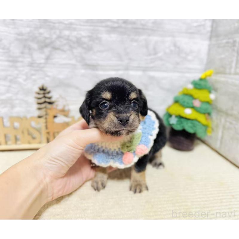 販売中の岐阜県のチワックス:チワワ×ミニチュアダックスフンド-429858の3枚目