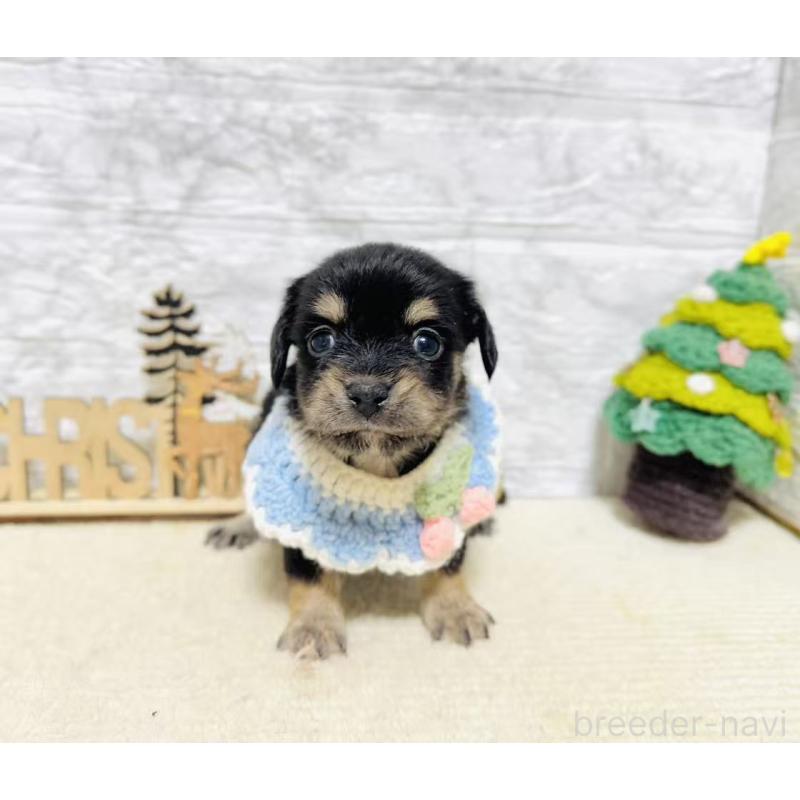 販売中の岐阜県のチワックス:チワワ×ミニチュアダックスフンド-429858の2枚目