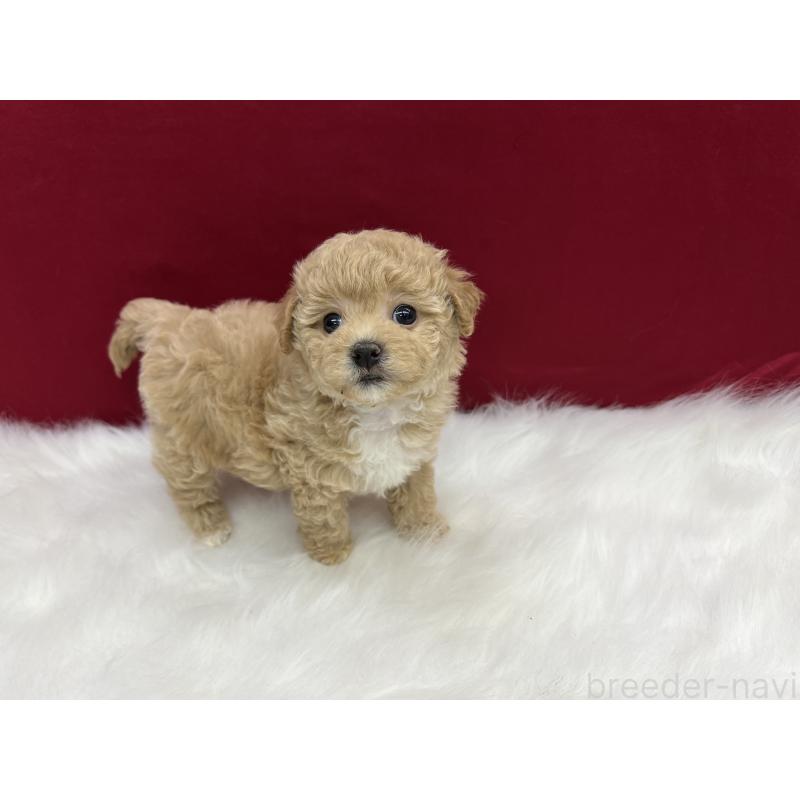 販売中の東京都のビションプー:ビションフリーゼ×トイプードル-429861の3枚目