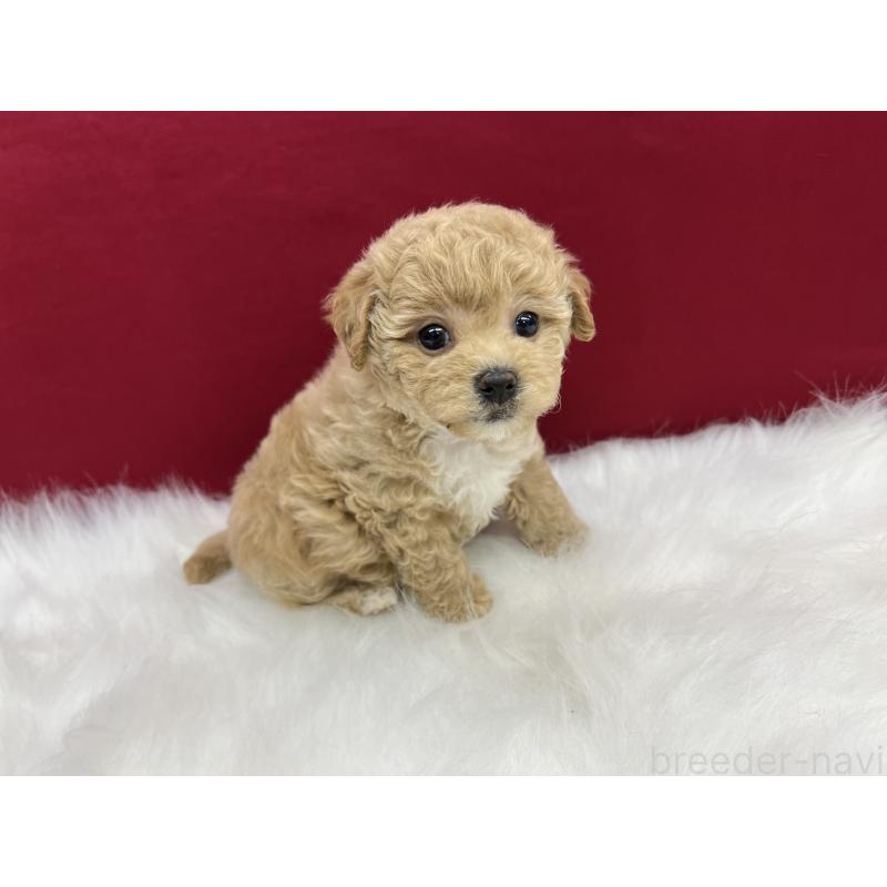 販売中の東京都のビションプー:ビションフリーゼ×トイプードル-429861の2枚目