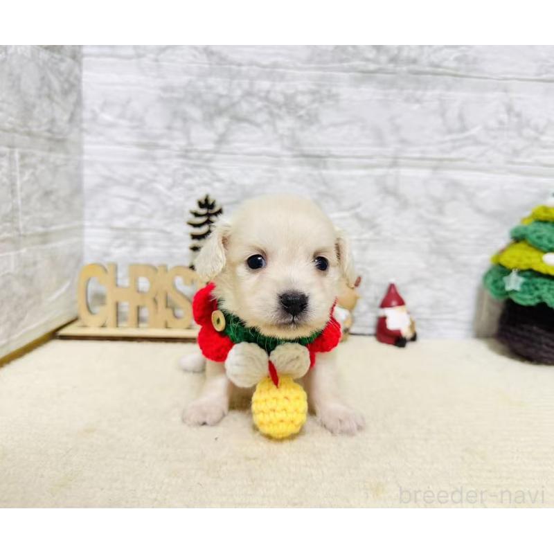 販売中の岐阜県のチワックス:チワワ×ミニチュアダックスフンド-429859の9枚目