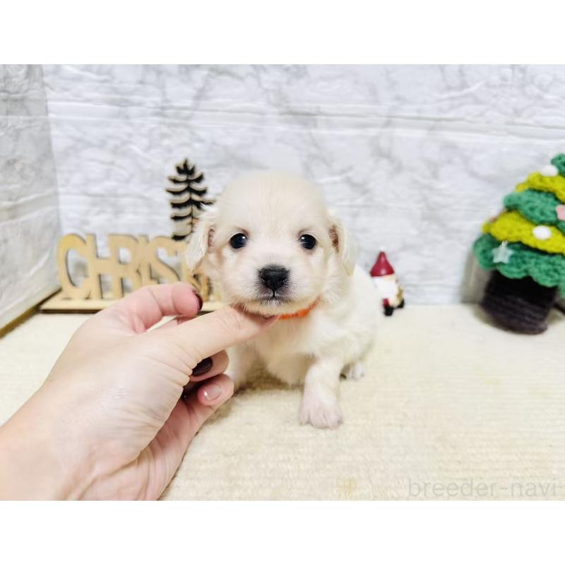 販売中の岐阜県のチワックス:チワワ×ミニチュアダックスフンド-429859の8枚目