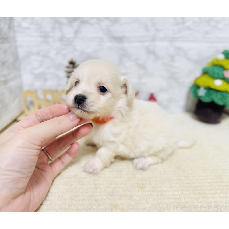 販売中の岐阜県のチワックス:チワワ×ミニチュアダックスフンド-429859の7枚目