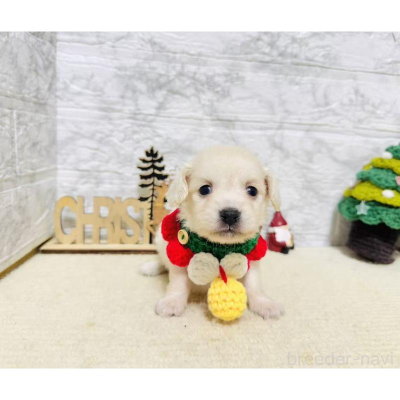 販売中の岐阜県のチワックス:チワワ×ミニチュアダックスフンド-429859の6枚目