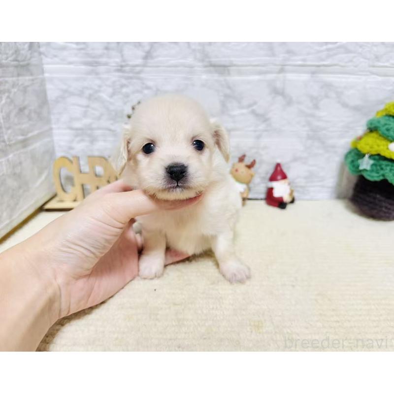 販売中の岐阜県のチワックス:チワワ×ミニチュアダックスフンド-429859の5枚目