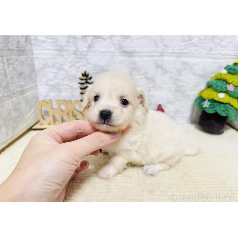 販売中の岐阜県のチワックス:チワワ×ミニチュアダックスフンド-429859の4枚目