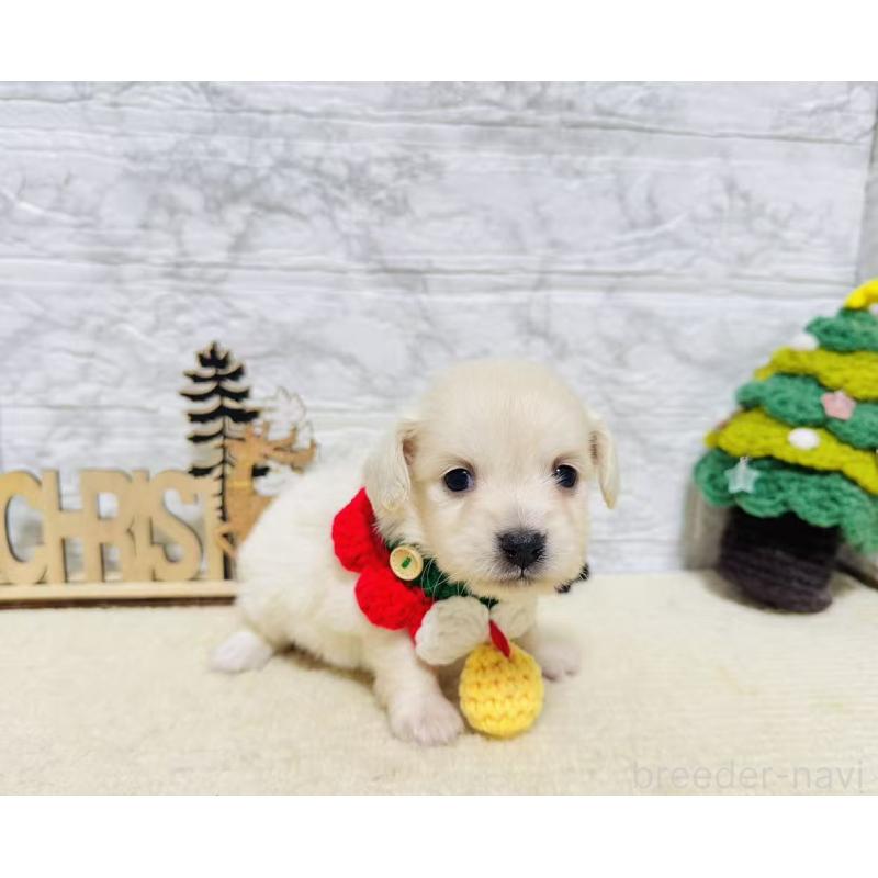 販売中の岐阜県のチワックス:チワワ×ミニチュアダックスフンド-429859の3枚目