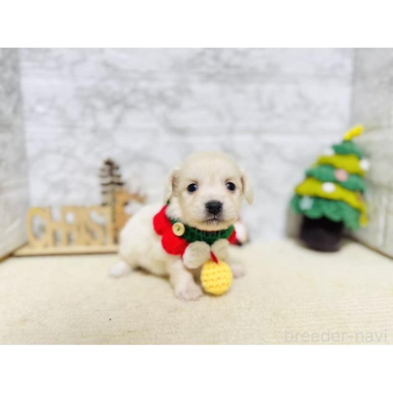 販売中の岐阜県のチワックス:チワワ×ミニチュアダックスフンド-429859の2枚目