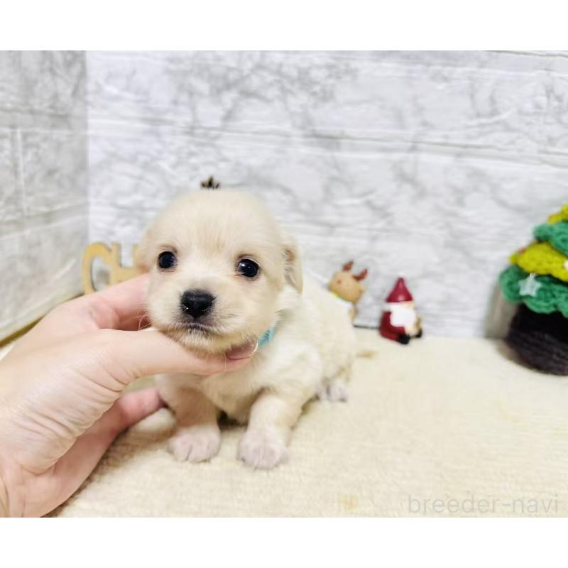 販売中の岐阜県のチワックス:チワワ×ミニチュアダックスフンド-429860の9枚目