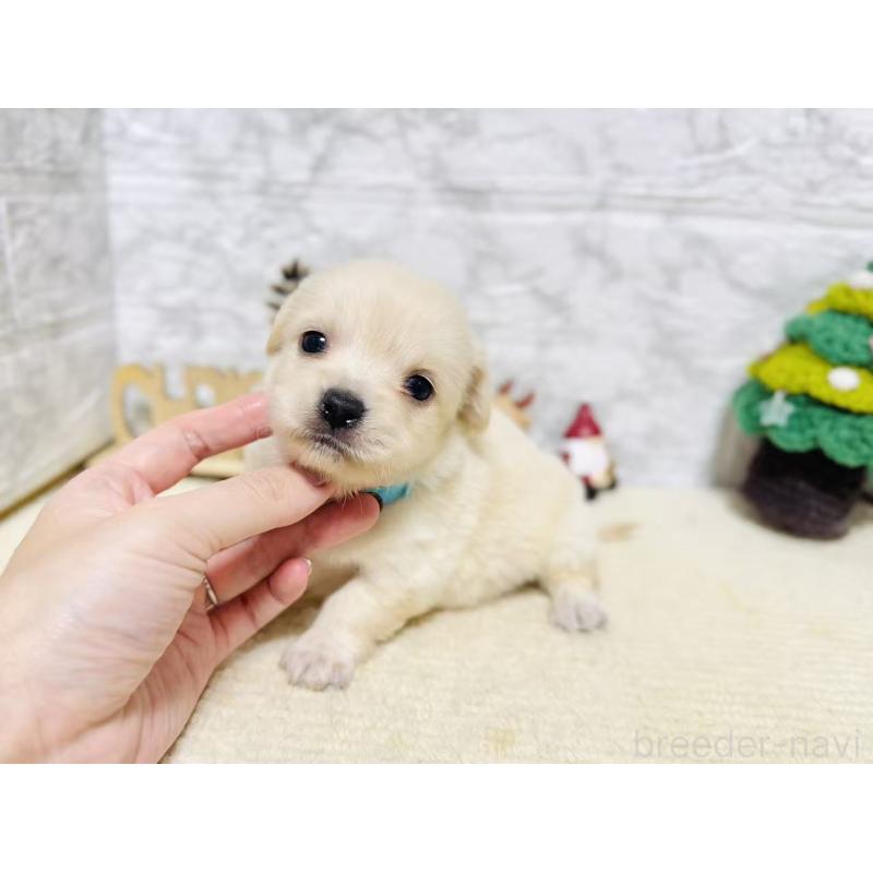 販売中の岐阜県のチワックス:チワワ×ミニチュアダックスフンド-429860の8枚目