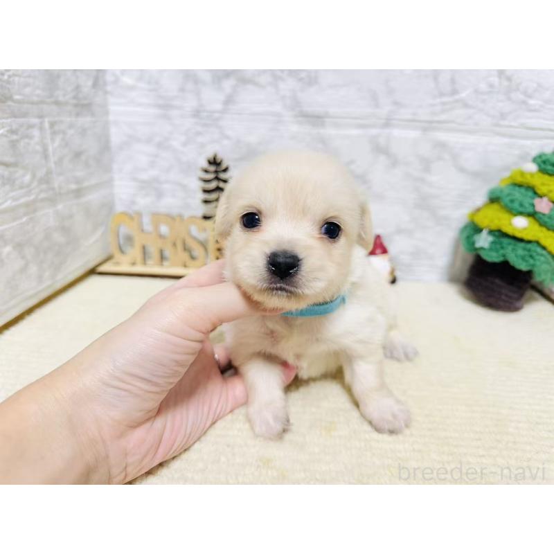 販売中の岐阜県のチワックス:チワワ×ミニチュアダックスフンド-429860の7枚目