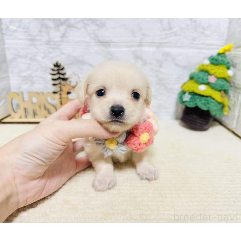 販売中の岐阜県のチワックス:チワワ×ミニチュアダックスフンド-429860の6枚目