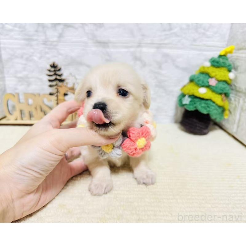 販売中の岐阜県のチワックス:チワワ×ミニチュアダックスフンド-429860の5枚目