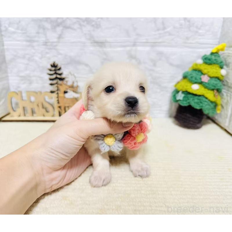 販売中の岐阜県のチワックス:チワワ×ミニチュアダックスフンド-429860の4枚目