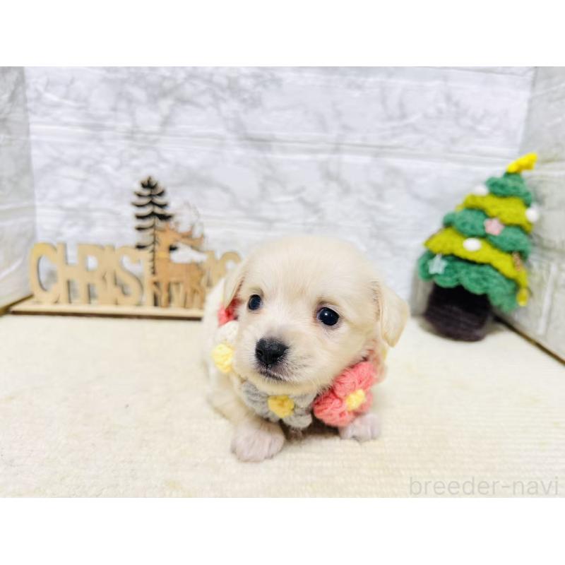 販売中の岐阜県のチワックス:チワワ×ミニチュアダックスフンド-429860の3枚目