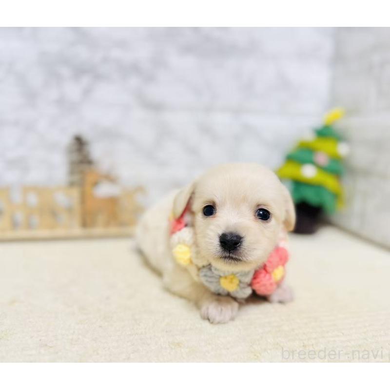 販売中の岐阜県のチワックス:チワワ×ミニチュアダックスフンド-429860の2枚目