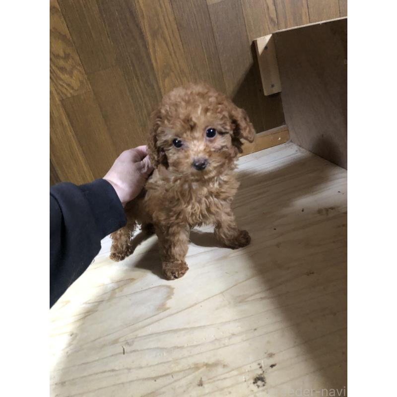 成約済の兵庫県のトイプードル-425639の11枚目