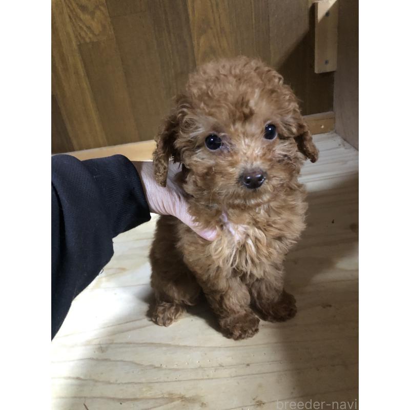 成約済の兵庫県のトイプードル-425639の10枚目