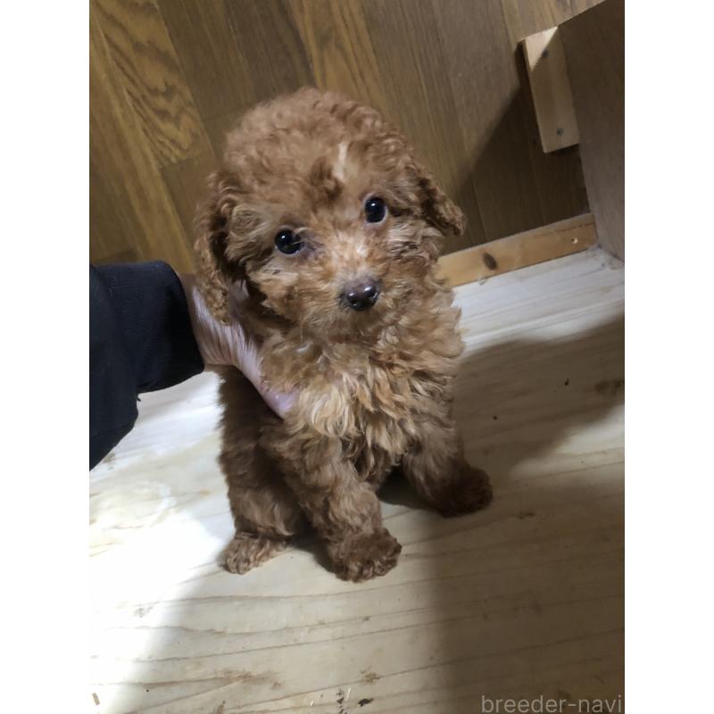 成約済の兵庫県のトイプードル-425639の9枚目