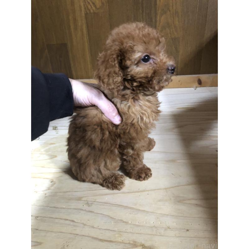 成約済の兵庫県のトイプードル-425639の7枚目