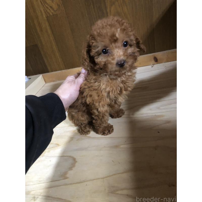 成約済の兵庫県のトイプードル-425639の6枚目