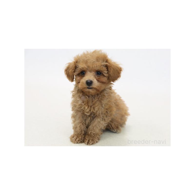 販売中の神奈川県のトイプードル-420309の1枚目