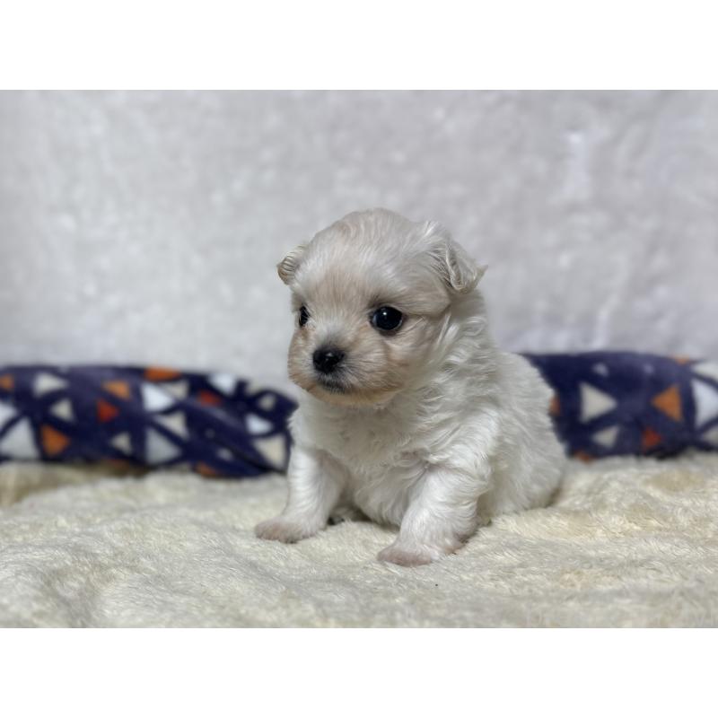 販売中の東京都のミックス犬-426476