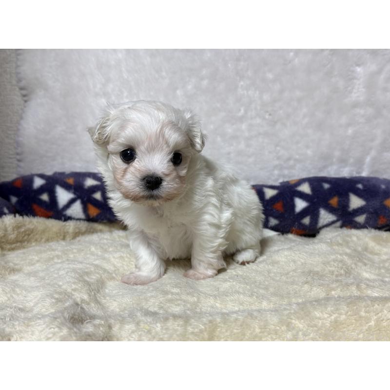 販売中の東京都のミックス犬-426477