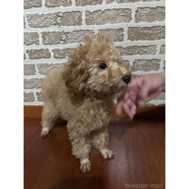 販売中の沖縄県のタイニープードル-419339の7枚目