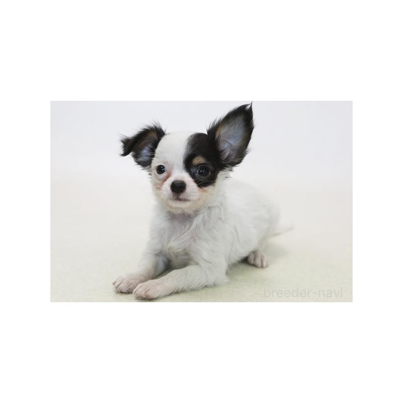 販売中の神奈川県のチワワ(ロングコート)-422097の1枚目