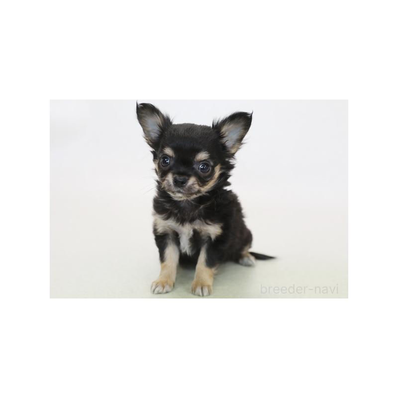 販売中の神奈川県のチワワ(ロングコート)-422098の1枚目