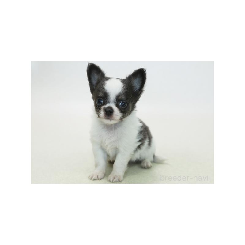 販売中の神奈川県のチワワ(ロングコート)-424160