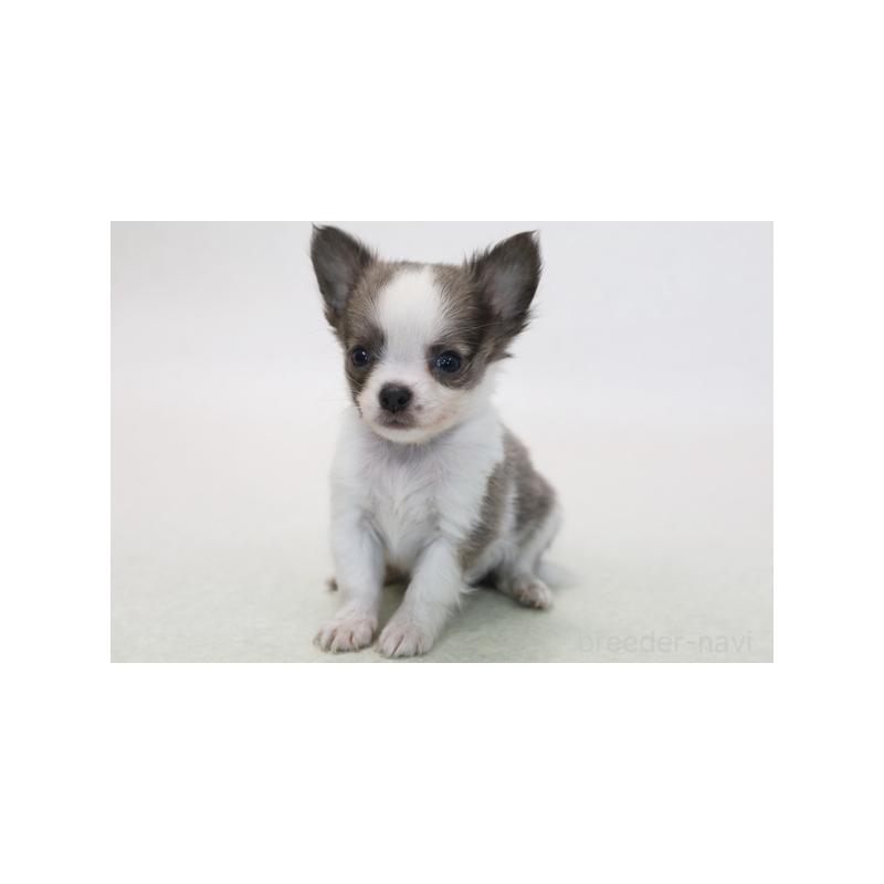 販売中の神奈川県のチワワ(ロングコート)-424161