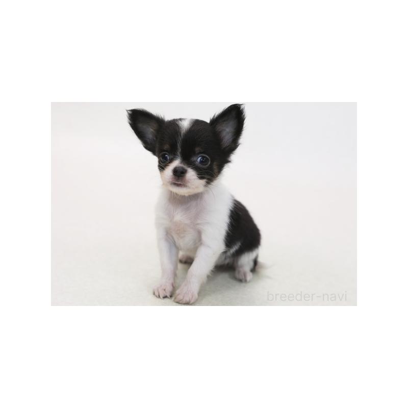 販売中の神奈川県のチワワ(ロングコート)-424164