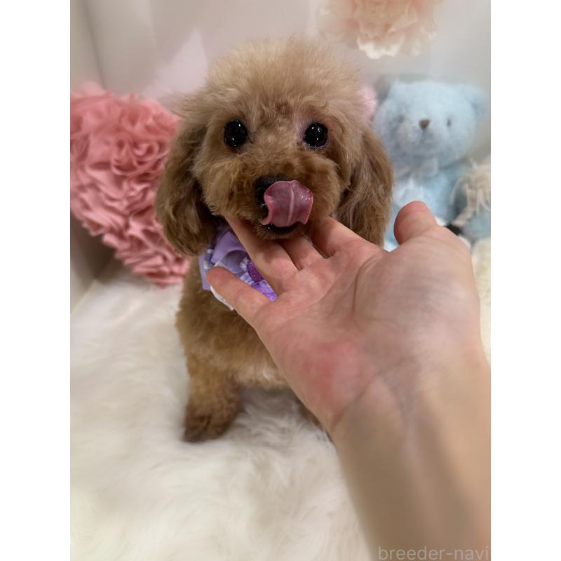 販売中の香川県のトイプードル-429865の5枚目